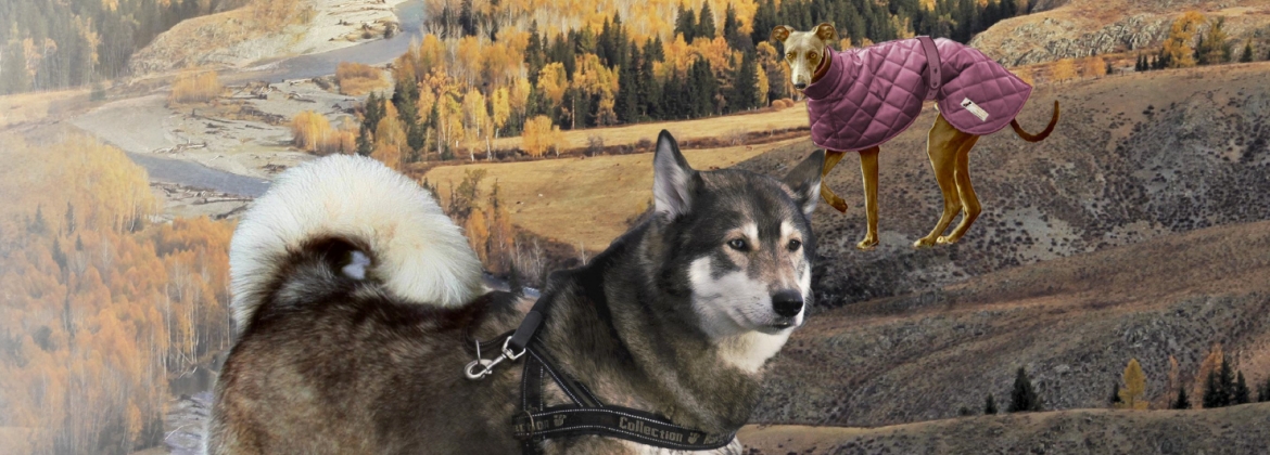 Dog Wear and Animal Bags